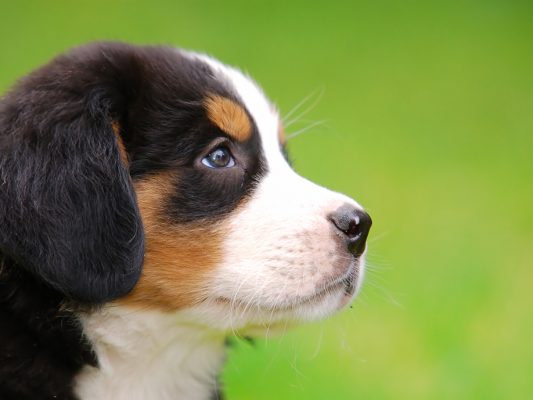jak zacząć nosework