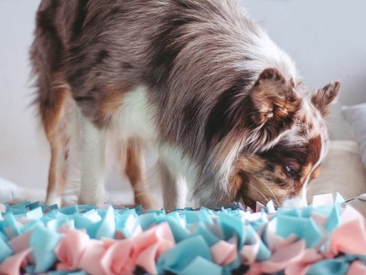 mata węchowa wakacje