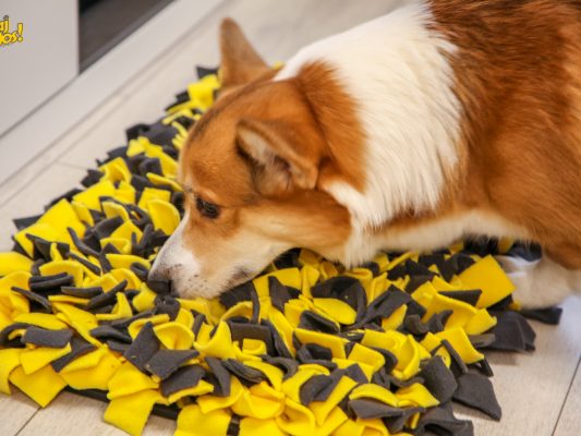 akcja charytatywna schronisko w korabiewicach