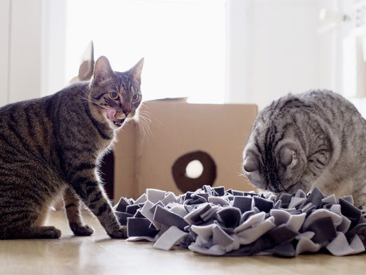 mata węchowa dla kota