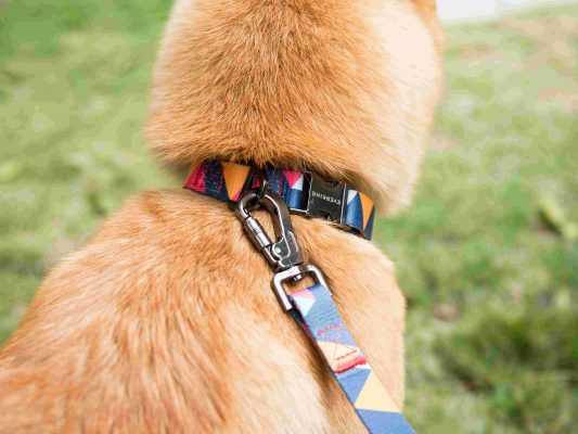 jak dobrać obrożę dla psa?