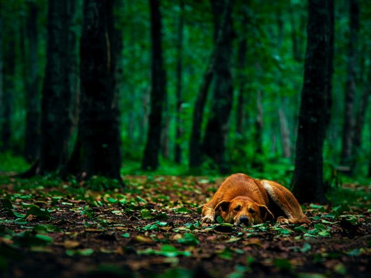 naturalne sposoby na kleszcze u psa