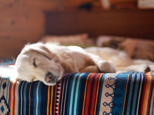 czy mata węchowa męczy psa?