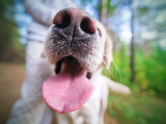 mata zapachowa dla psa i kota