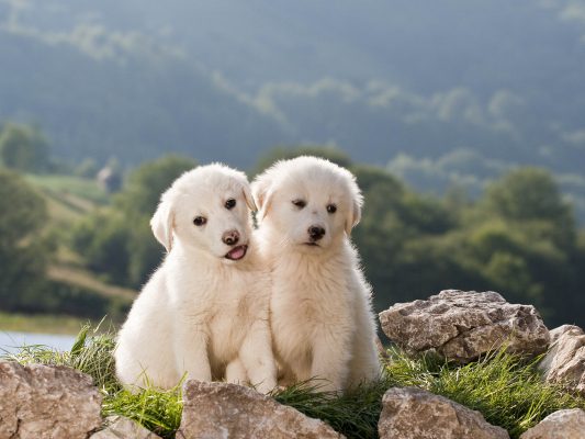 Czy pies pomoże ze stresem