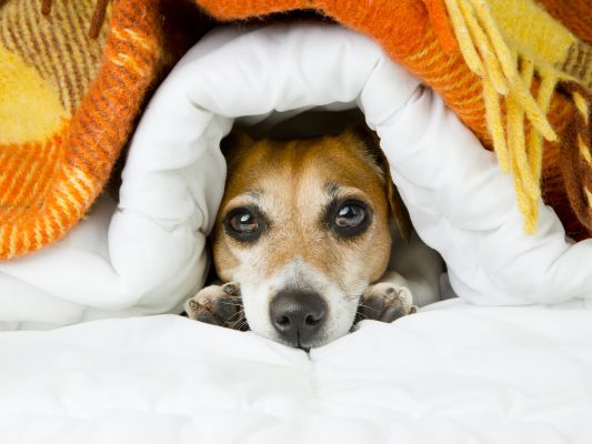 Nie radzę sobie z psem