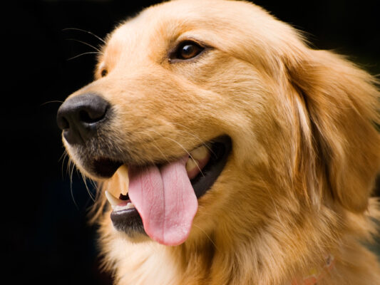 Jak wychować psa rasy golden retriever